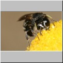 Lindenius albilabris - Grabwespe w03b 6mm.jpg